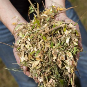 Hansa Chippers