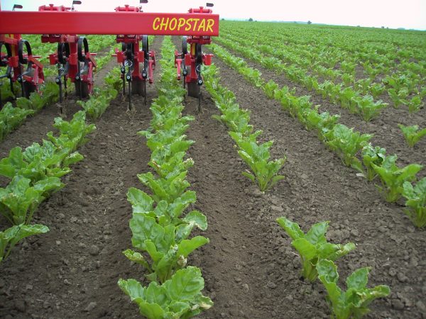 Einboeck Chopstar